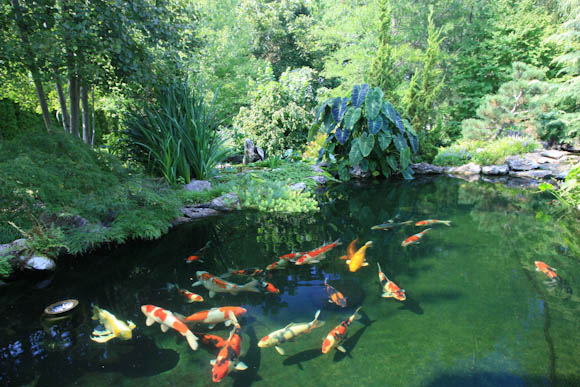 8000 gallon Koi Pond