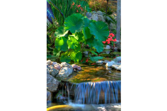 Large Lotus in a water garden