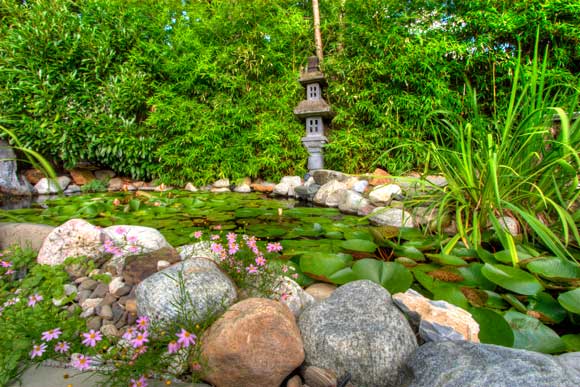 This pond has a bridge going over the top and has water lilies and iris.