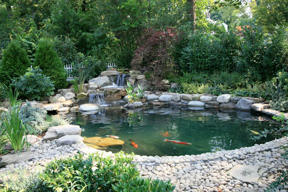 Gunite Koi Pond