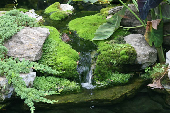 Moss growing over the waterfall spillway adds a lot of interest